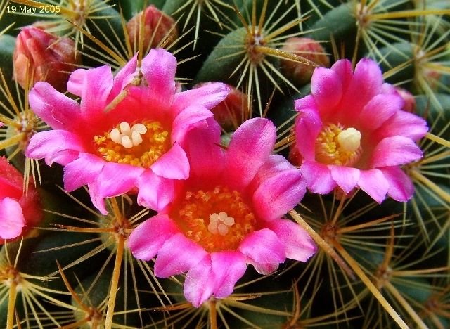 Mammillaria _rekoi _ssp.aureispina _e2